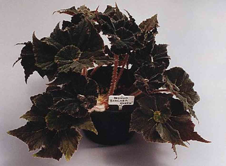 B. ‘Bargara Queen’